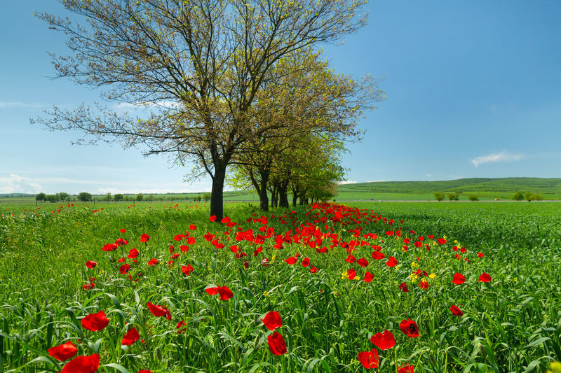 Red poppy flowers in field