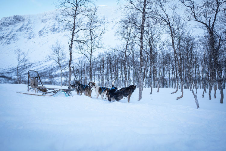Vacant dog sled with dogs waiting. long shot. norway.