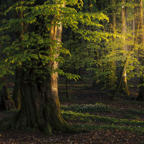 Trees and plants in forest