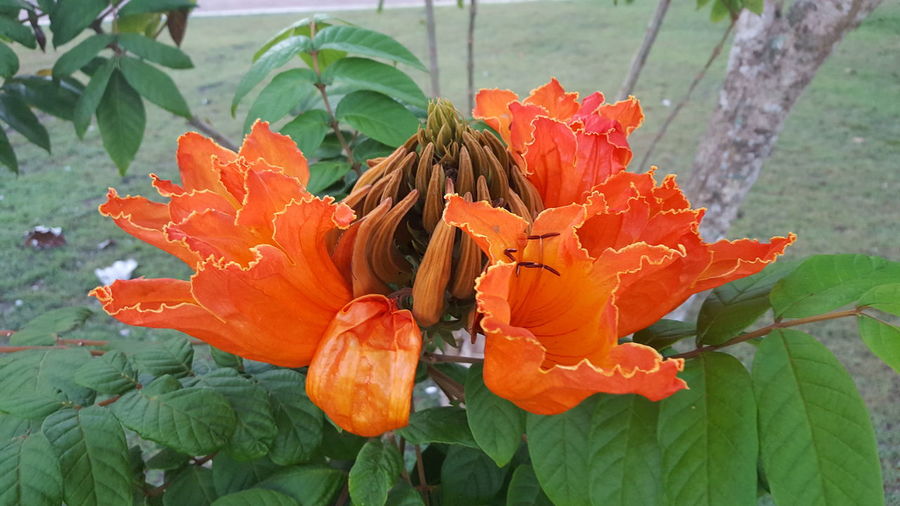 Close-up of red flowers blooming outdoors