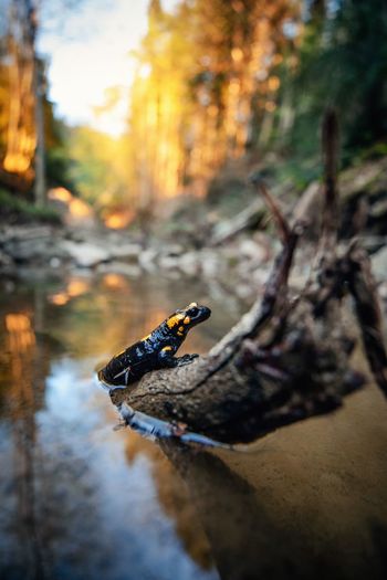 Close-up of salamander in forest. spring season,romania,europe,transylvania.