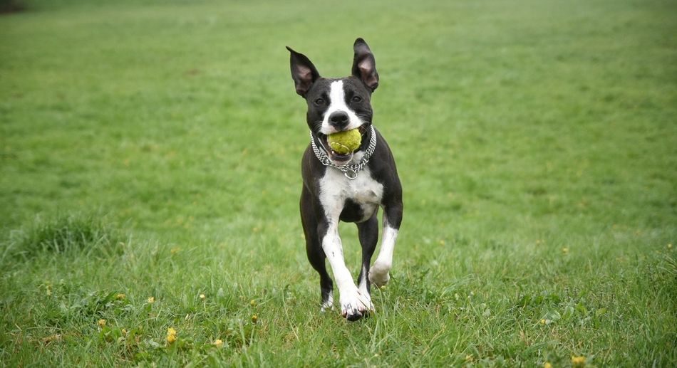 Portrait of dog on field