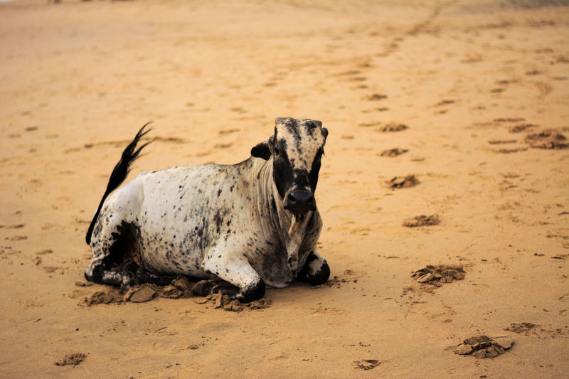 Portrait of cow sitting on beach