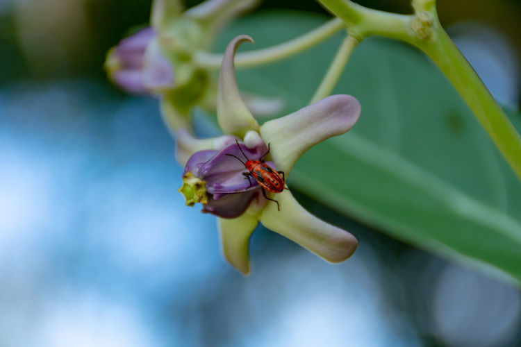 Close-up of bug on flower