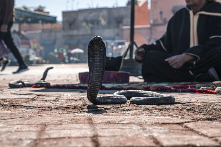 Cobra snake on pavement with snake charmer in background