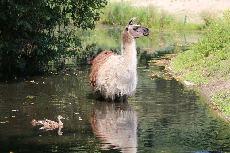 Side view of an animal in lake
