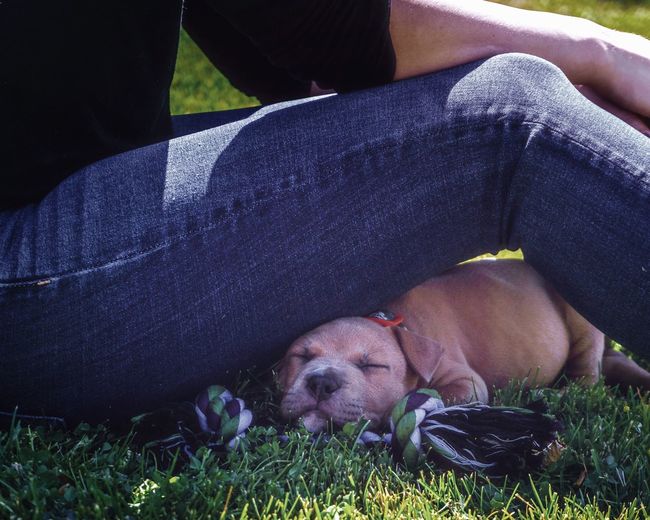 Low section of woman with dog lying on grass