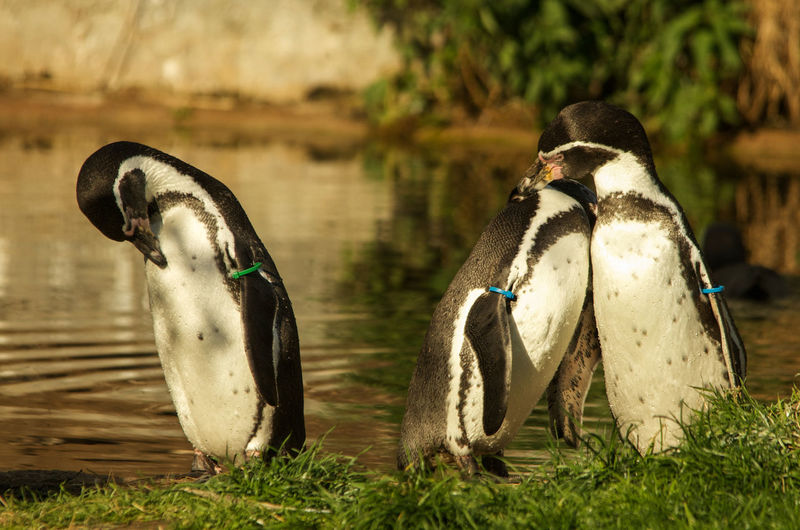 African penguins preening at lakeshore in zoo