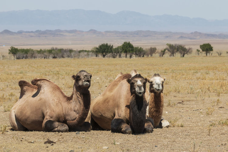 Camels sitting on land