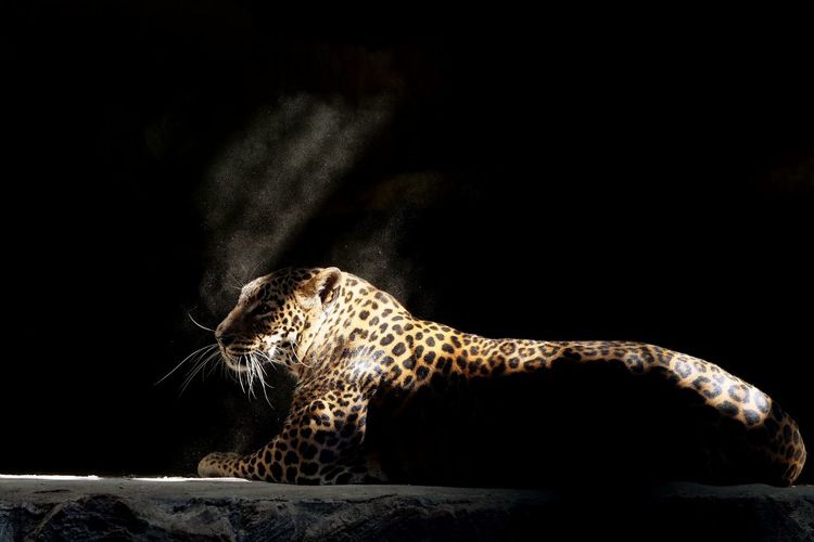 Shot of a sri lanka leopard when thin light passing through the roof cage against black background