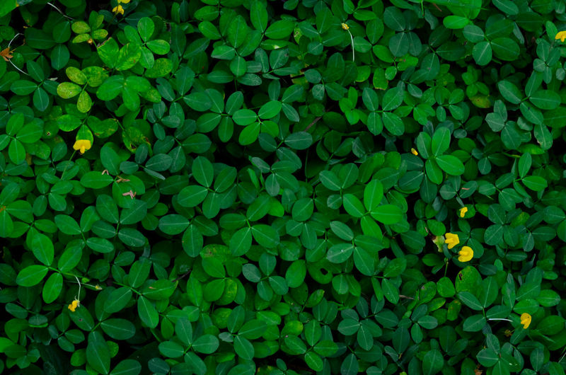 Background and texture green leaves and some yellow flowers of pinto peanut or arachis tree.