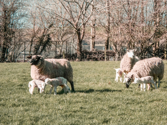 Sheep in a field