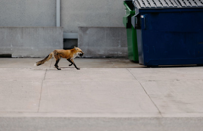 Single fox carrying prey in urban environment.