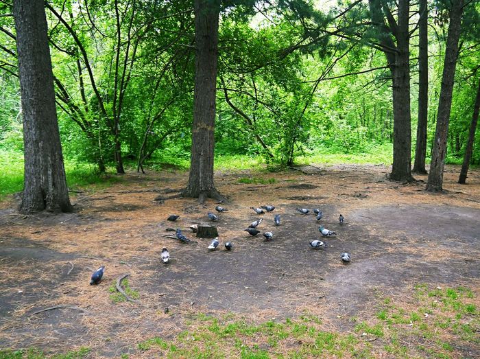 Birds in forest