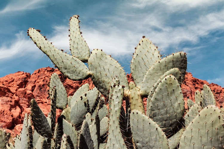Close-up of cactus plant against cloudy sky during sunny day