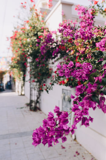 Pink bougainvillea growing over a white wall in todos santos, mexico