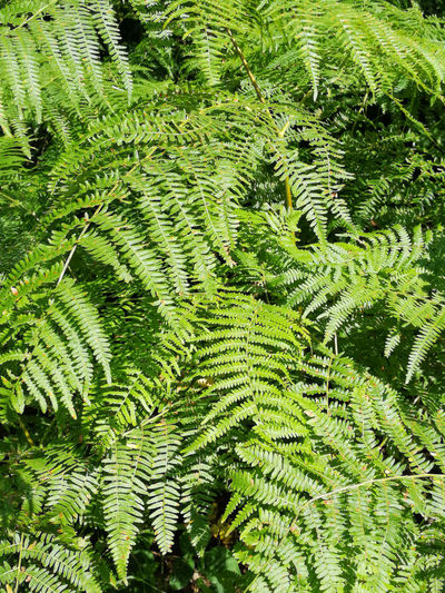High angle view of fern leaves on trees in forest