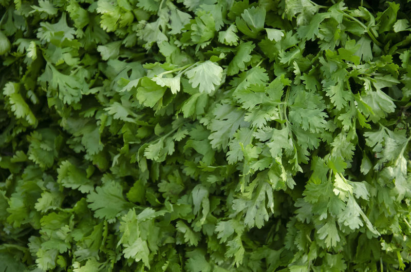 Green and fresh coriander in morning light. also uses for background .	
