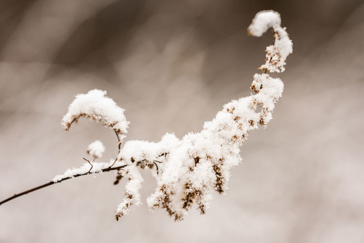Close-up of frozen plant
