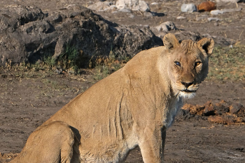 Lioness in etosha national park, namibia