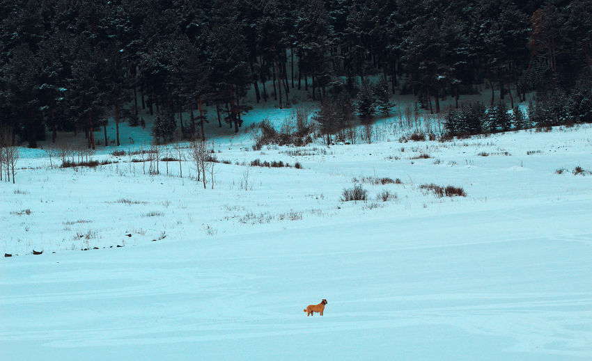 Scenic view of snow covered field