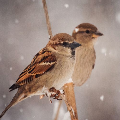 Close-up of birds perching on snow
