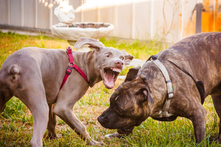 Close-up of two aggressive dogs outdoors