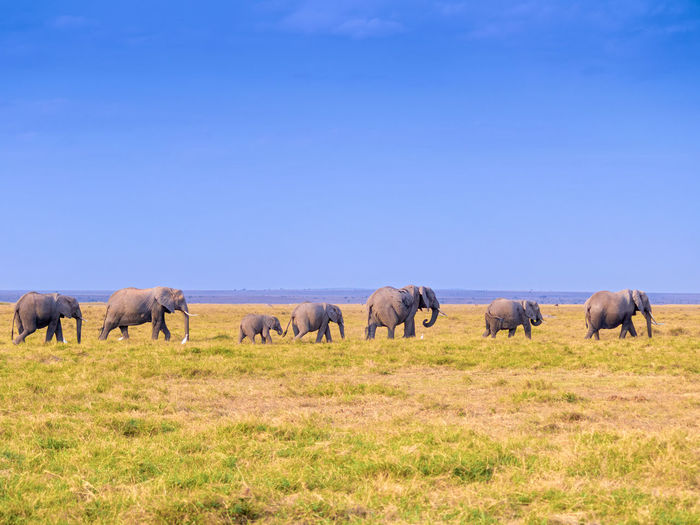 Elephant landscape 