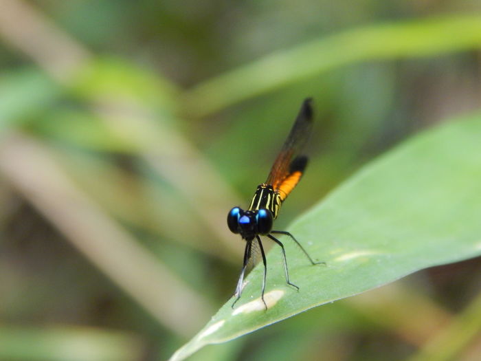 Close-up of insect