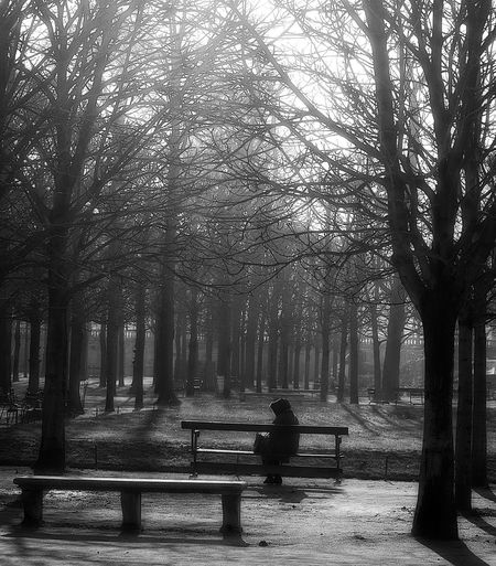 Man sitting on bare tree