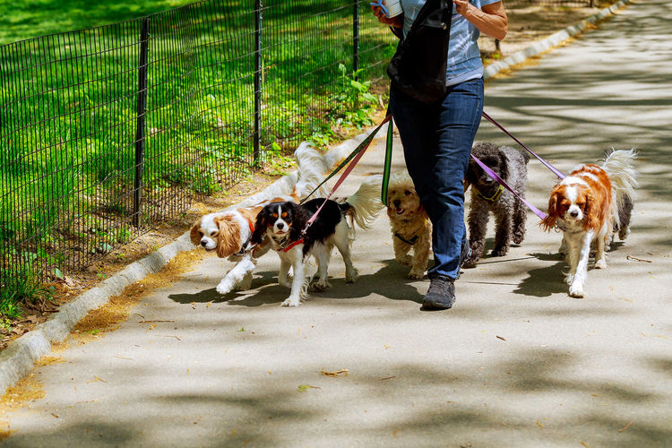 Low section of man with dogs walking on footpath