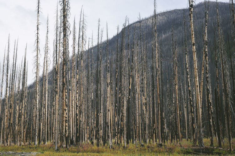 Burned trees from a forest fire