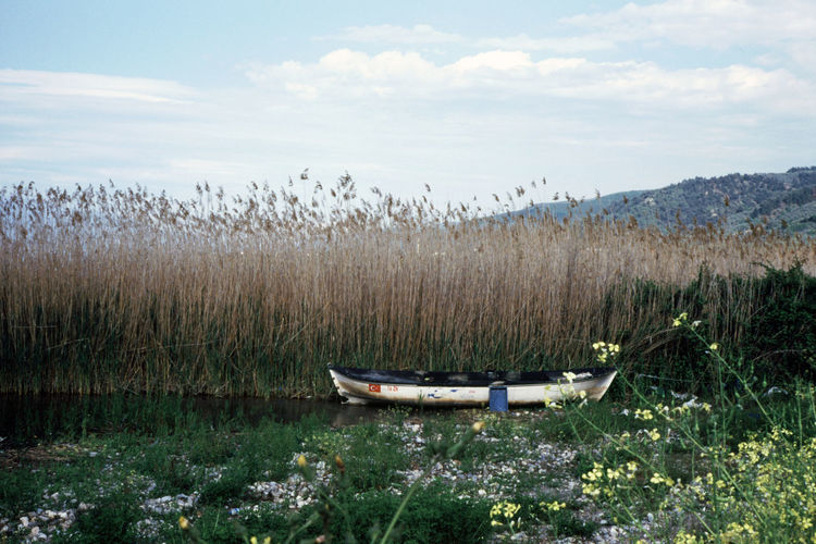 Boat and reeds