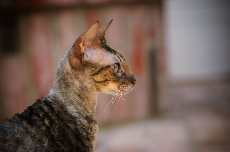 Side view of cornish rex cat looking away