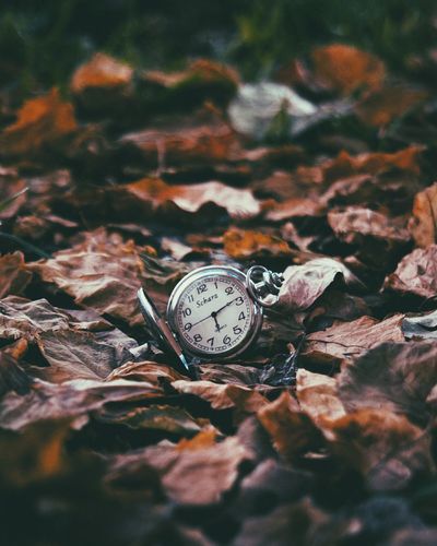 Close-up of clock on autumn leaves