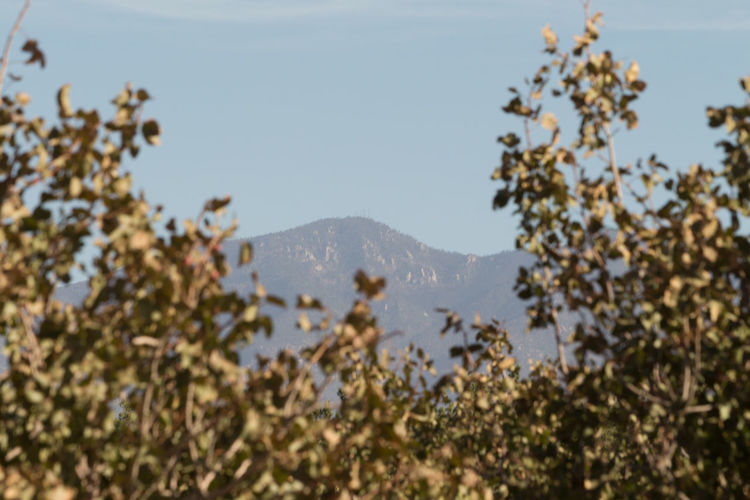 Close-up of tree against mountain range