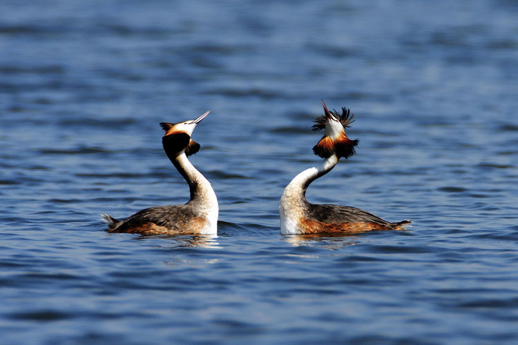 The great crested grebe mating dance on crna mlaka fishpond