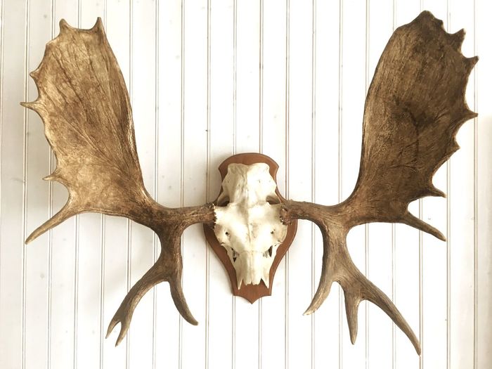 Close-up of animal skull