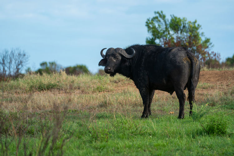 Cape buffalo stands turning head toward camera