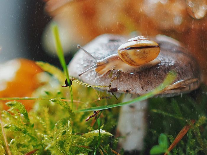 Close-up of snail on wet plant