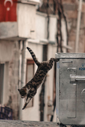 View of a cat hanging from metal structure