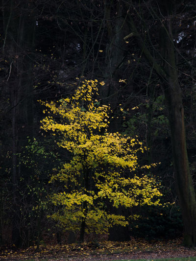 Yellow flowering trees in forest