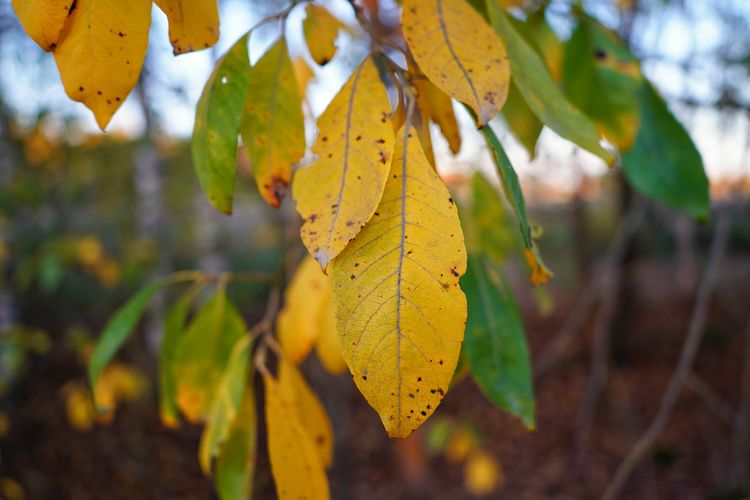 Close-up of yellow leaves growing on tree during autumn