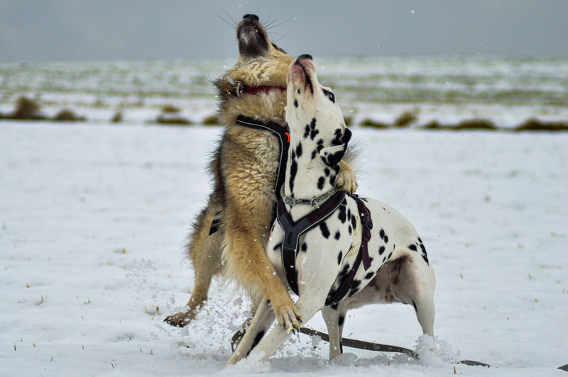 Dogs running on snow covered field