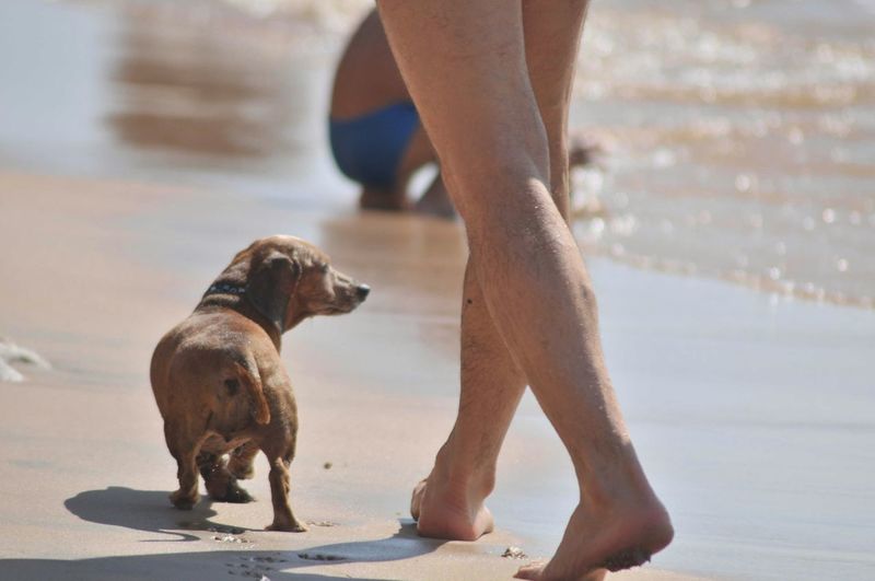 Low section of man with dog on beach