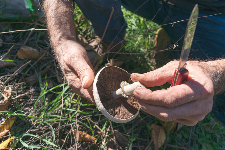 Close-up of hands picking mushrooms