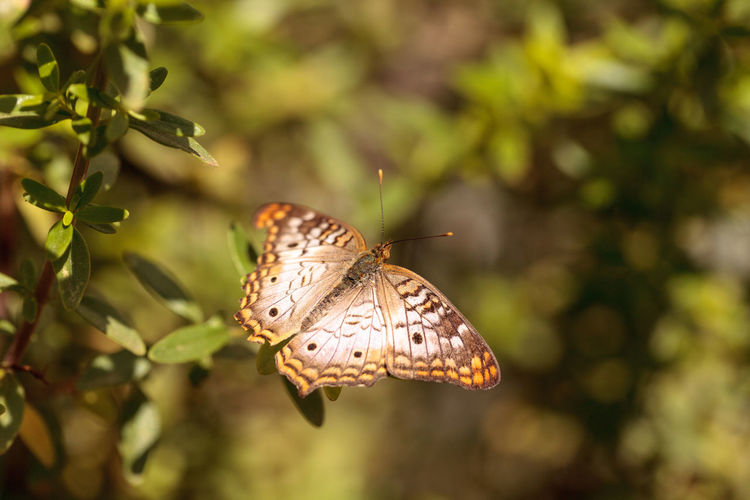 High angle view of butterfly on plant