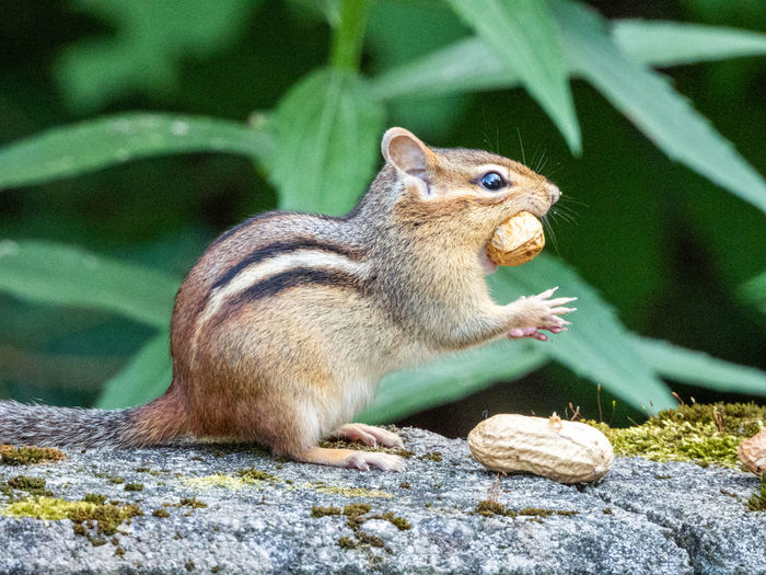 Close-up of squirrel eating rock