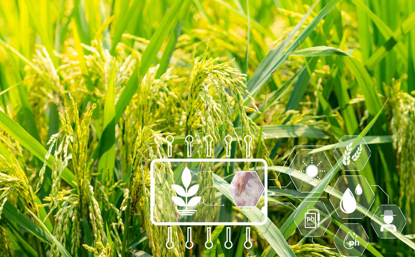 grass