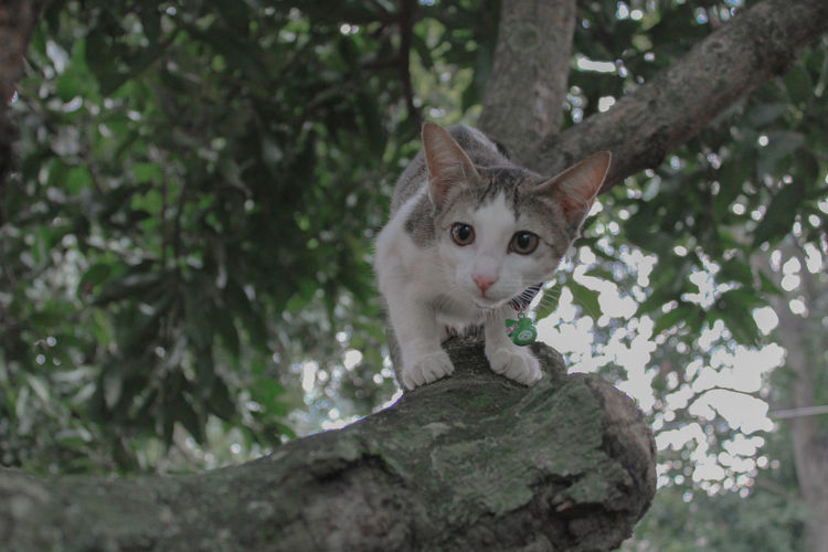 Portrait of a cat on branch
